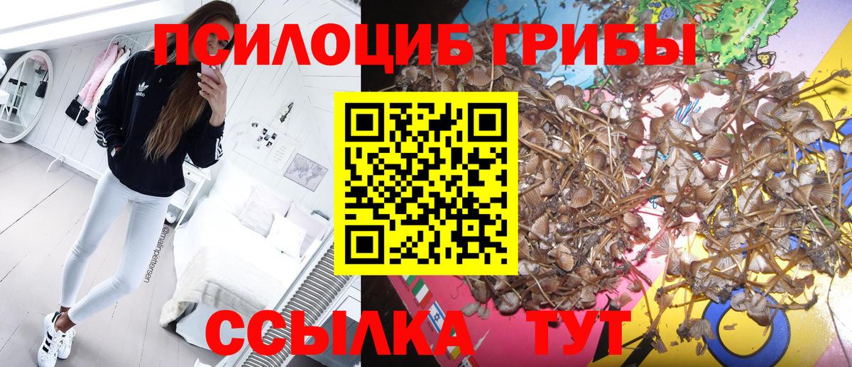 Псилоцибиновые грибы Cubensis Кумертау